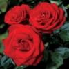rosehiptea